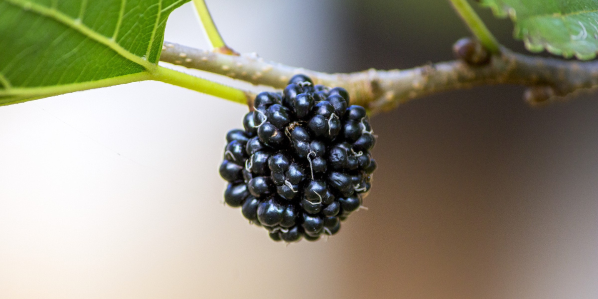 Blackberries
